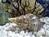 Pleuroploca filamentosa brown fox seashell on small white shells with urchin, sea fan and sponge.