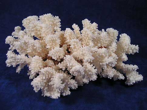 Brown stem coral is an attractive item to display.