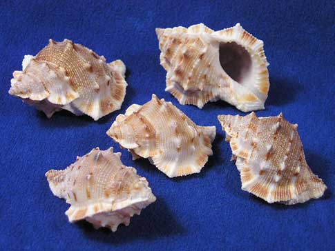Bursa hermit crab shells.