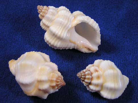 Small cancellaria hermit crab shells.