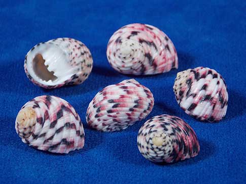 Six candy nerite sea shells with lots of pink and mauve coloring.