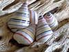 Candy striped hatian tree snails on cholla wood.