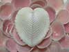 Cardium cardissa heart shell on pink clams.