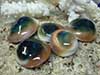Green cat eye shells on rough abalone with coral.