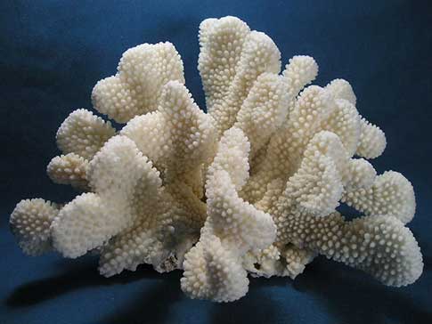 Large real cat paw coral stands strong and sturdy.