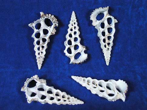 Flat center cut cerithium sea shells resemble Christmas trees.