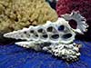 Center cut cerithium sea shells with coral and sea sponge.