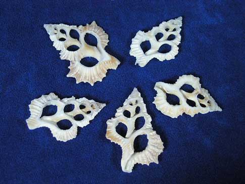 Cut sea shells that look like maple leaves arranged in pinwheel fashion.