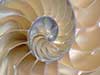 Close up look at the chambers of a center cut nautilus.
