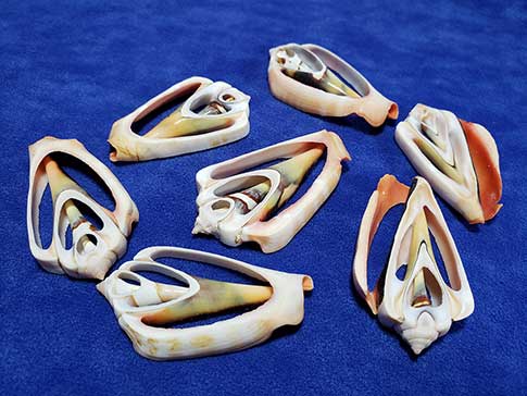 Seven center cut strombus luhuanus seashells arranged on a blue background.