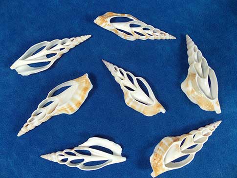 Seven center cut strombus vittatus seashells.