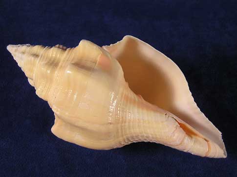 Aperture of a peach chank sea shell.