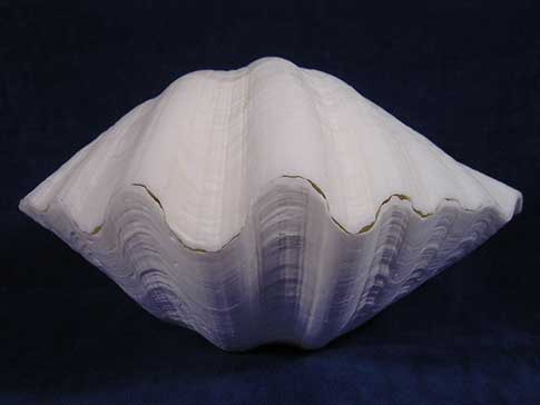 Whole white Hippopus porcellanus China clam seashell in a closed position.