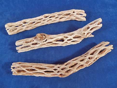 Three pieces of holey dried cactus called cholla wood.