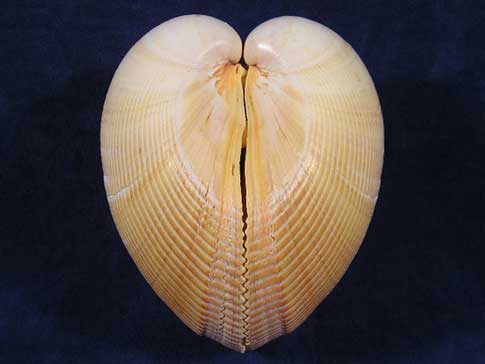 Yellow cockle clam looks like a heart.