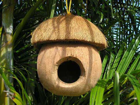 Bird house with moe cut made from a coconut hanging in palm trees.