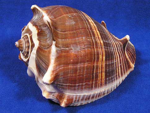 Body whorls of a melongena crown conch seashell.