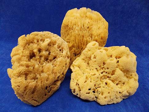 Ocean sponges are decorative sea sponge.