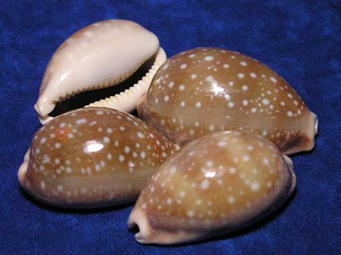 Cypraea vitellus deer cowrie seashells with spots that look like they belong on a fawn.
