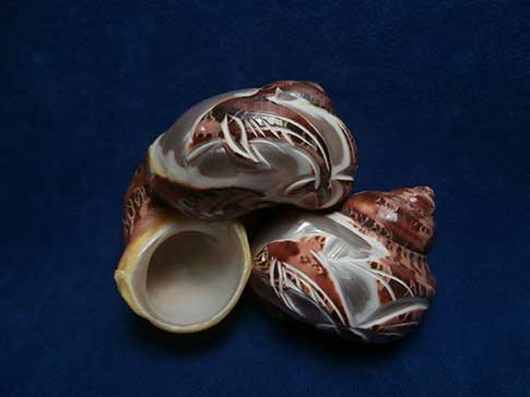 Light weight hermit crab shells with dolphin designs.