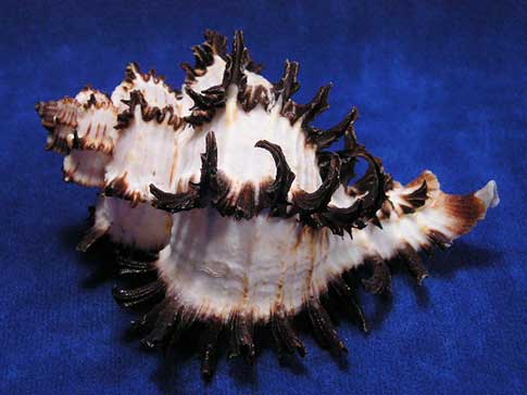 Body whorl and spire of a Chicoreus cichoreum endiva spine murex sea shell.