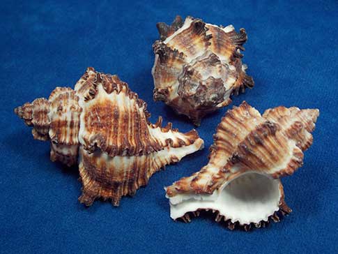 Trio of endive murex sea shells.