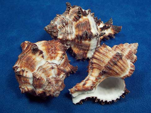 Earthy colors of the endive murex hermit crab shells.