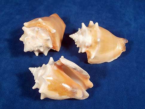 Three strombus pugilis fighting conch seashells.
