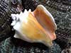 Strombus pugilis fighting conch seashell on abalone.