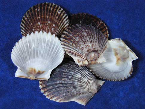 Dark brown and gray Florida bay scallop shells.