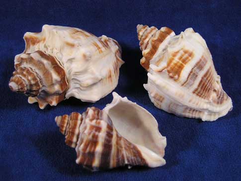 Hermit crab shells with an oval opening.