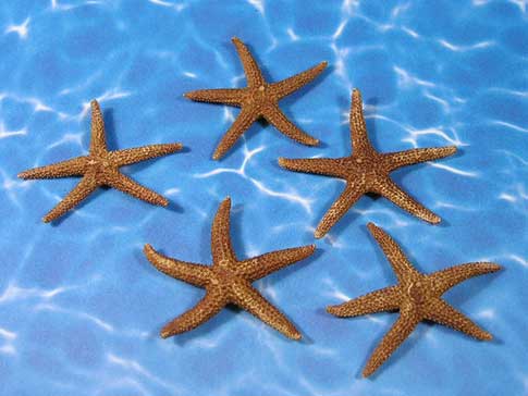 Five Florida starfish sea stars on water background.
