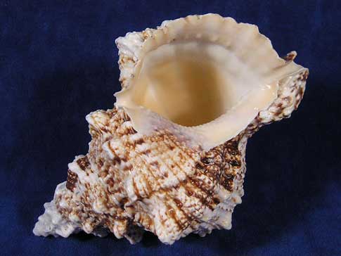 Giant hermit crab shells with a large oval opening.