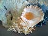 Bursa bubo frog shell with beautiful coral.