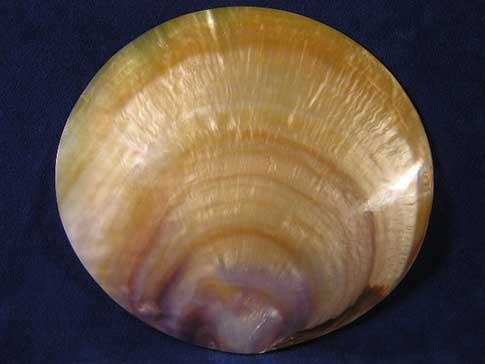 Round, flat, gold mop plate pinctada maxima seashell.