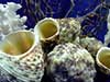 Gold mouth turbo sea shells amongst coral and seafan.