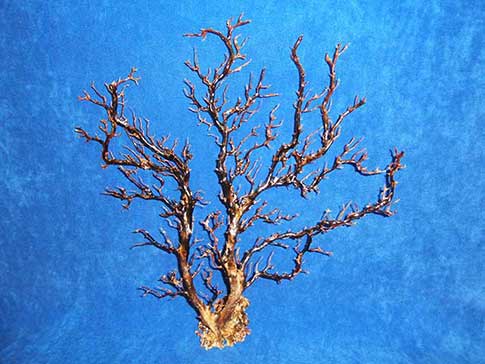 Golden black sea fan coral has tree shape with bare limbs.
