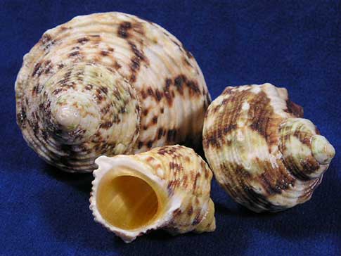 Three turbo chrysostomus gold mouth sea shells showing aperture, body whorl, apex and spire.