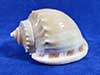Large hermit crab shell called a gray bonnet.
