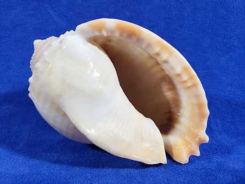 Gray bonnet hermt crab shells have a large wide opening.