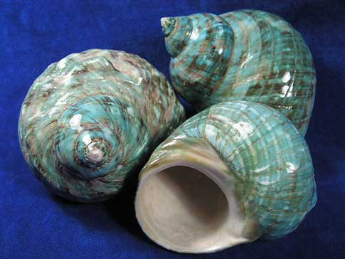 Three green jade turbo seashells are attractive collectible displays.
