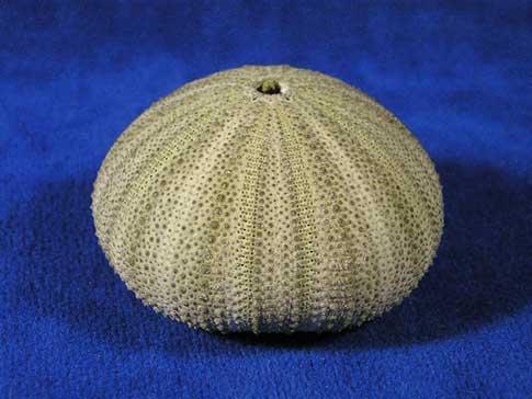 Naturally green sea urchins are often used in wood turning.