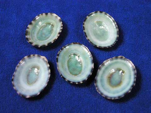 Green limpets with dark spotted rings around the lips of the seashells.