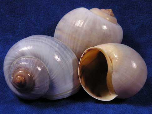 Three grey land snail shells positioned together so you can see the mouth, tip and sides. 