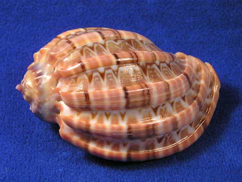 Large harpa hermit crab shell with colorful markings.