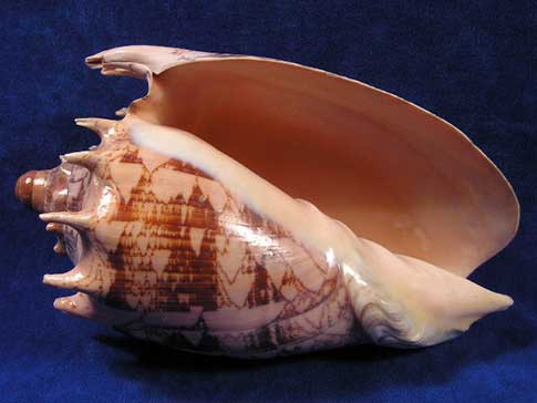 Magnificant cymbiola imperialis imperial volute display shell with large aperture.