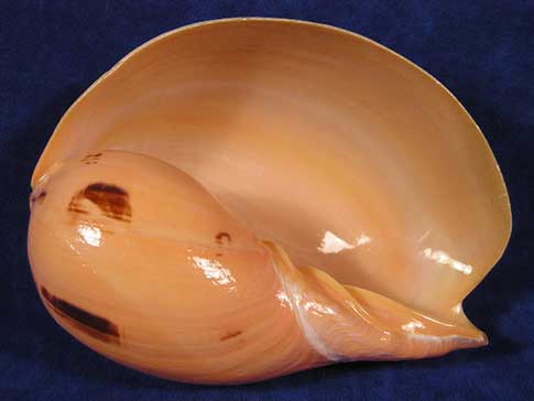 Bowl like Indian melon seashell has rich color and extra large aperture.