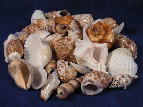 Assortment of seashells piled together.