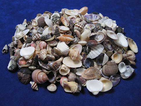 Hundreds of small mixed seashells.