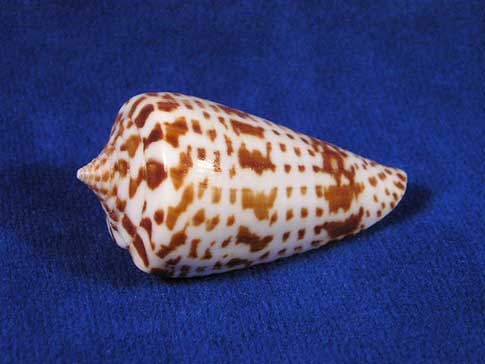 Inscriptus Cone sea shell with beautiful brown markings.